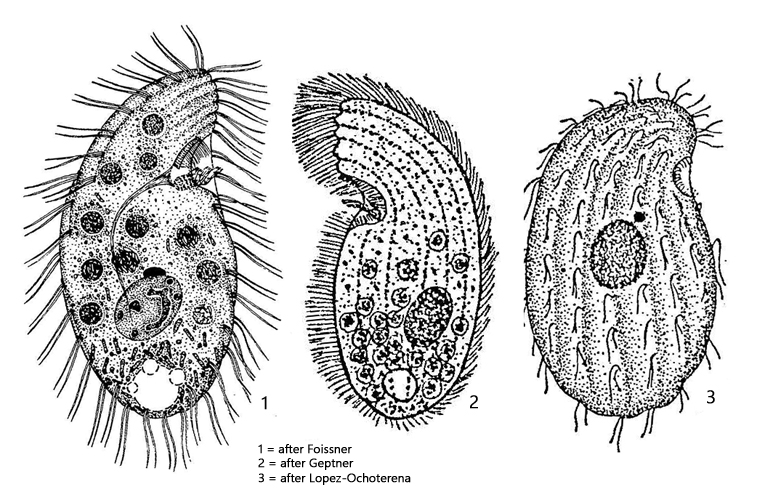 Colpoda-maupasi