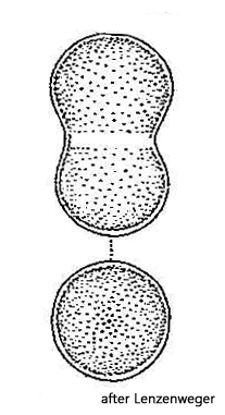Cosmarium-moniliforme-panduriforme