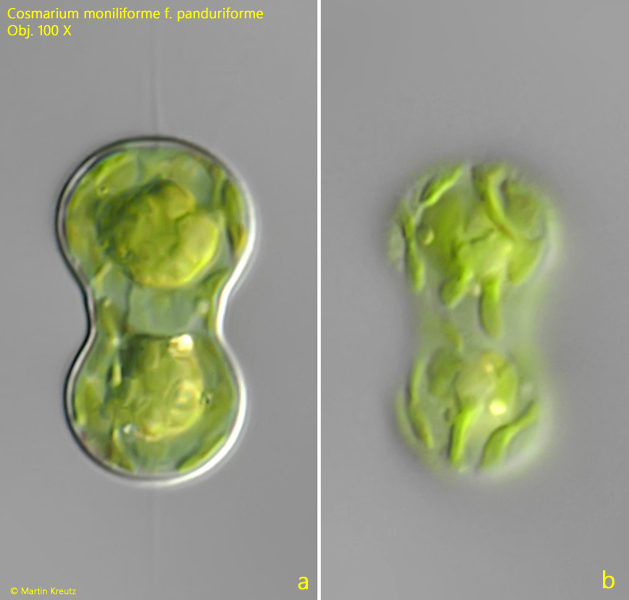 Cosmarium-moniliforme-panduriforme