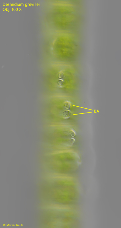 Desmidium-grevillei