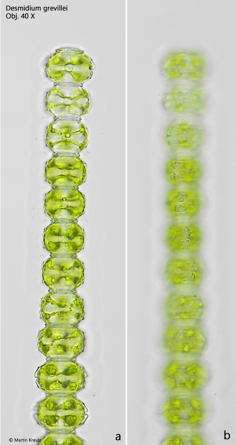 Desmidium-grevillei