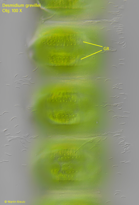 Desmidium-grevillei