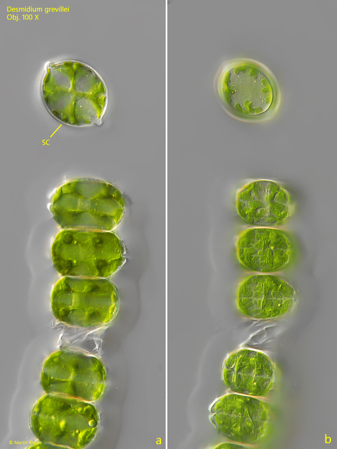 Desmidium-grevillei