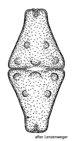 Euastrum-rhomboidale