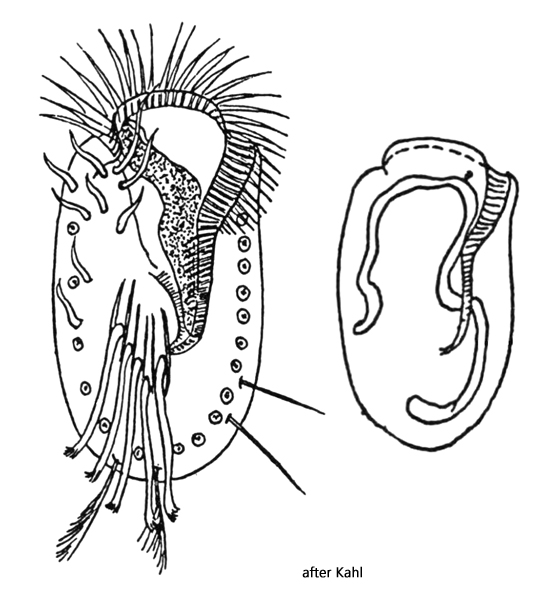 Euplotes-eurystomus