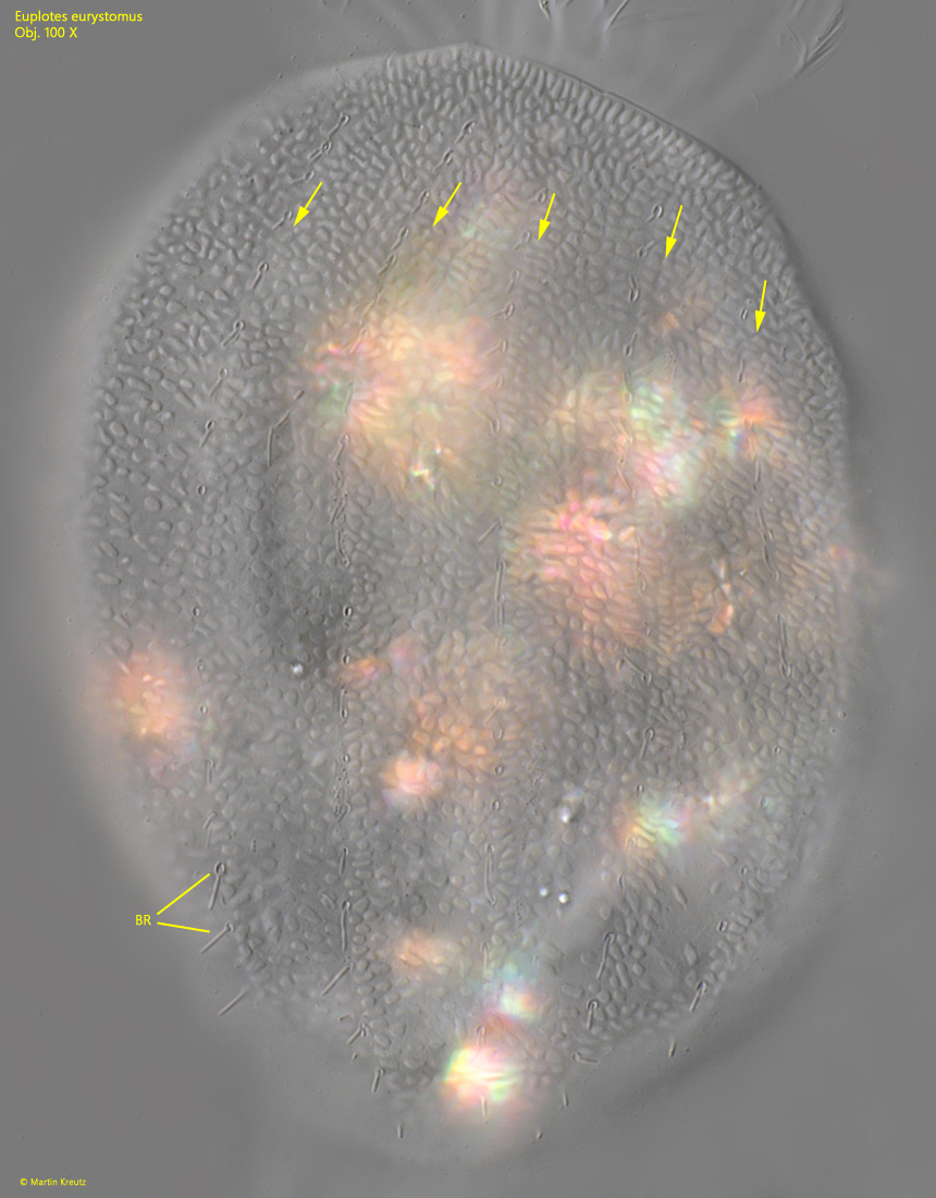 Euplotes-eurystomus