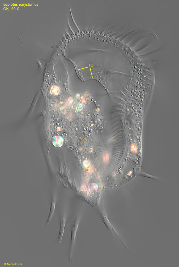 Euplotes-eurystomus