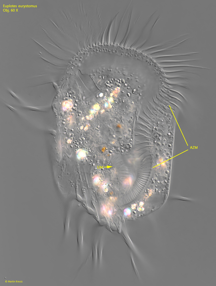 Euplotes-eurystomus