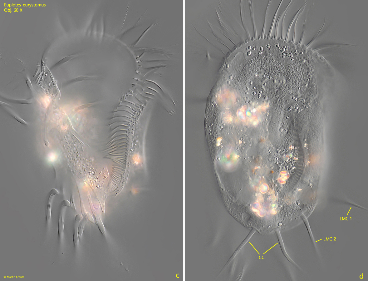 Euplotes-eurystomus