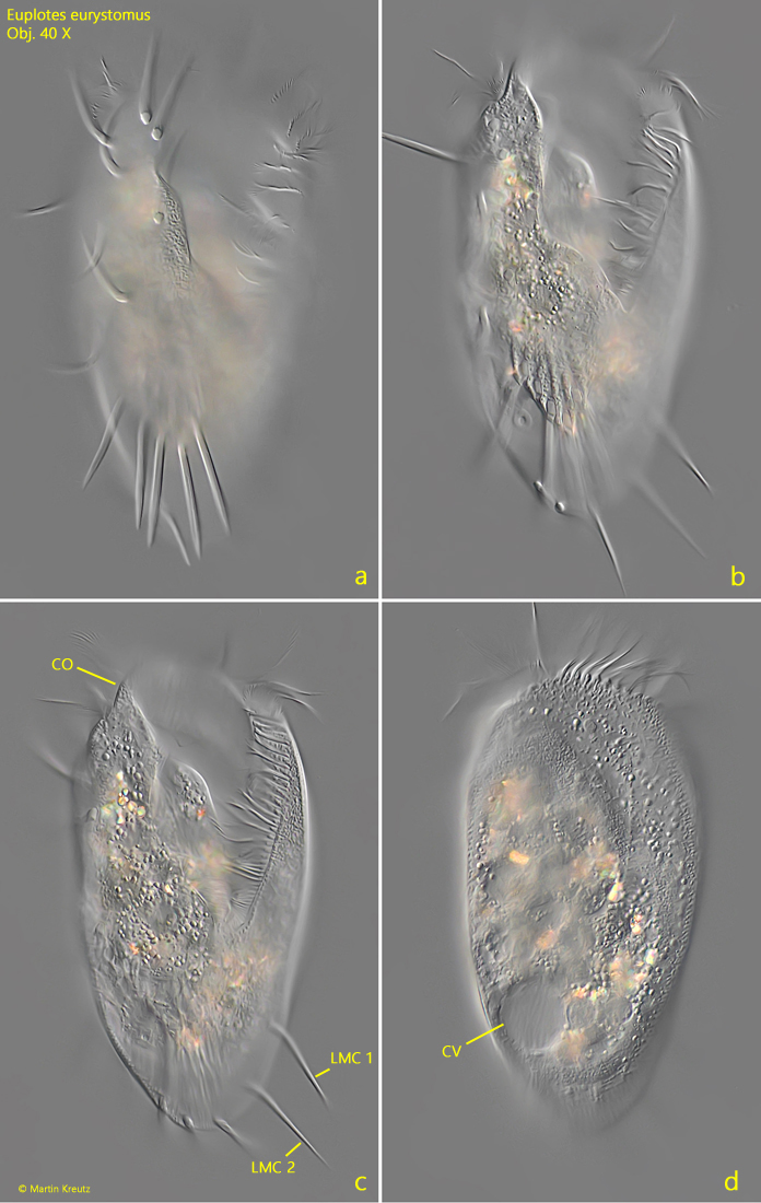 Euplotes-eurystomus