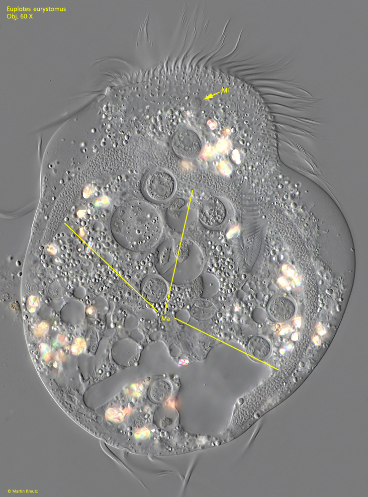 Euplotes-eurystomus