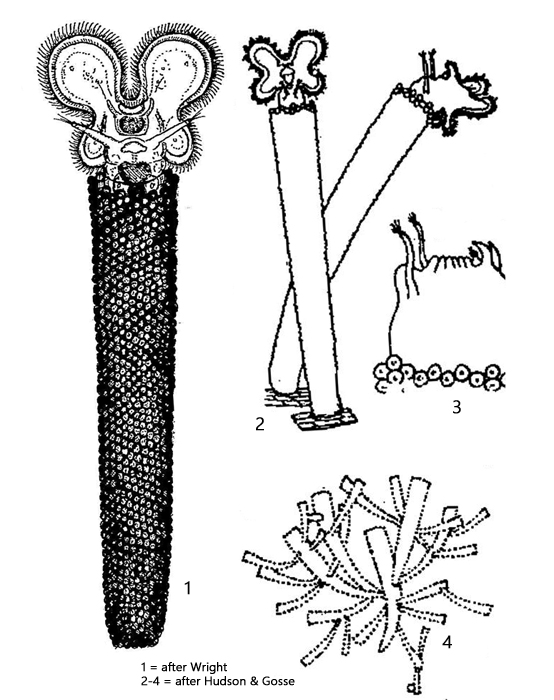 Floscularia-ringens