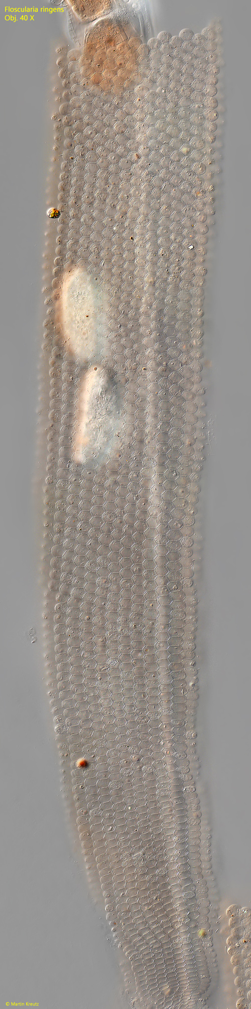 Floscularia-ringens