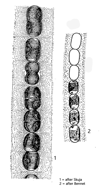 Geminella-mutabilis