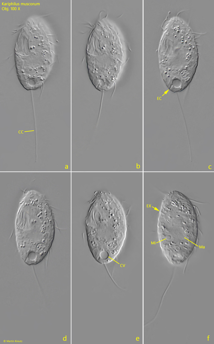 Kariphilus-muscorum