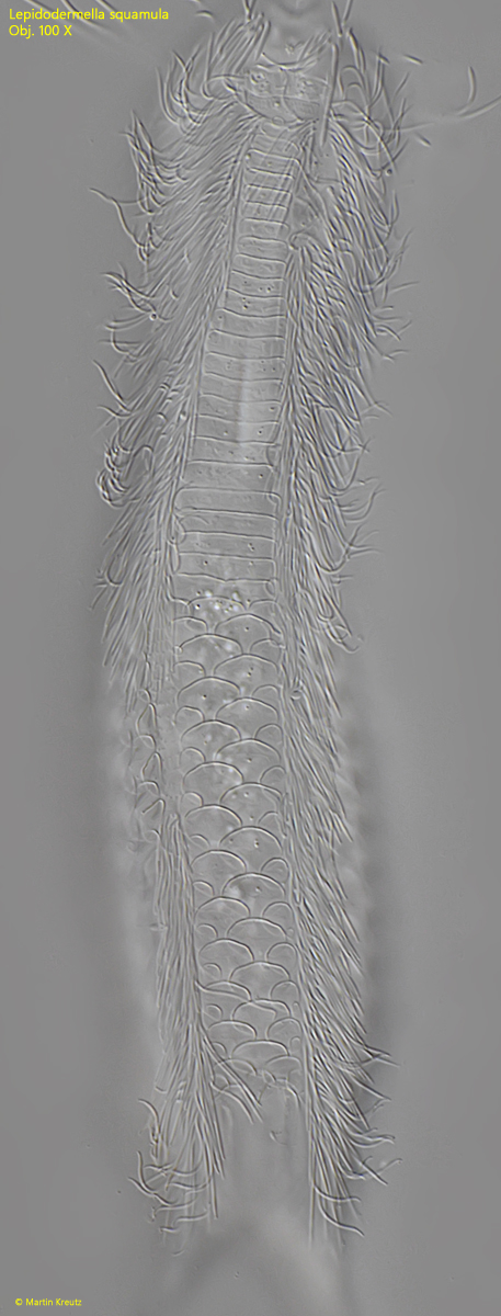 Lepidodermella-squamata