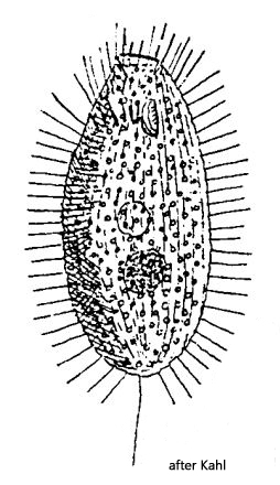 Loxocephalus-lucidus