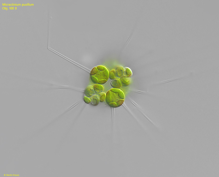 Micractinium-pusillum