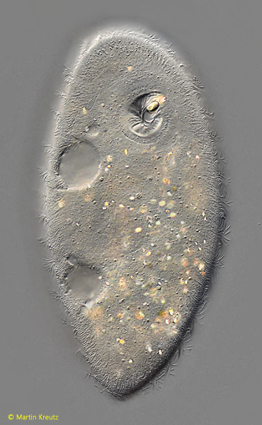 Ophryoglena-flava