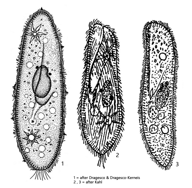 Paramecium-aurelia