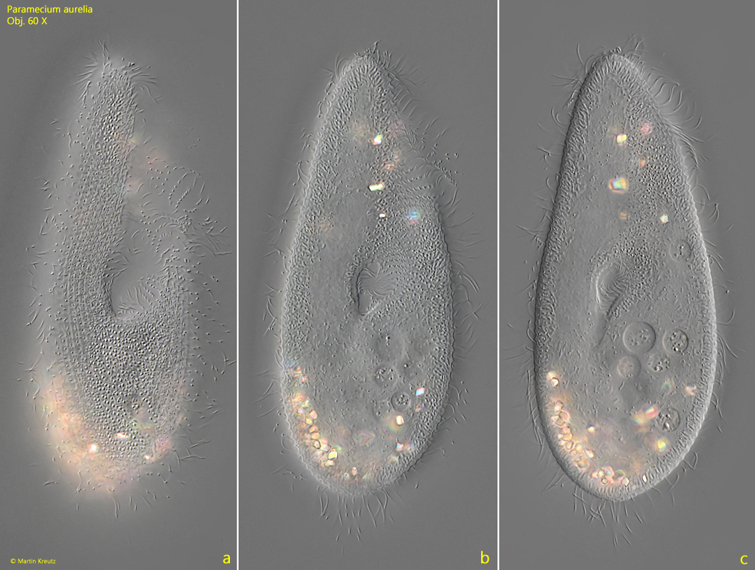 Paramecium-aurelia