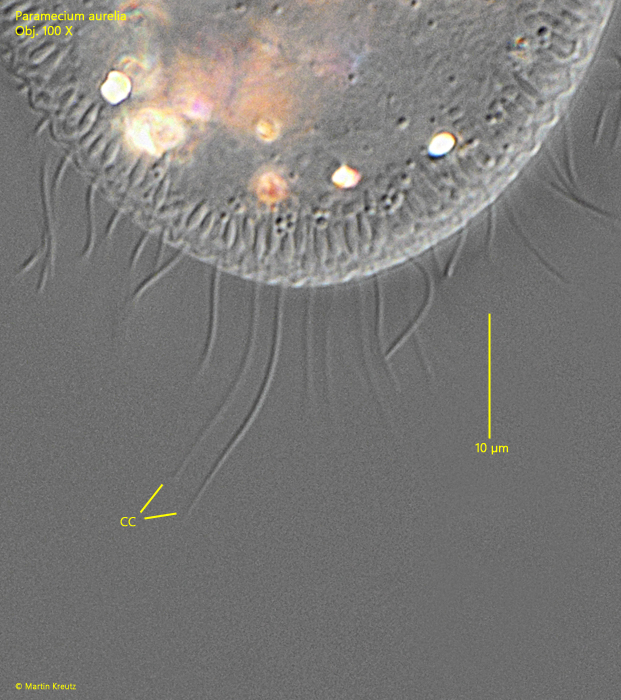 Paramecium-aurelia