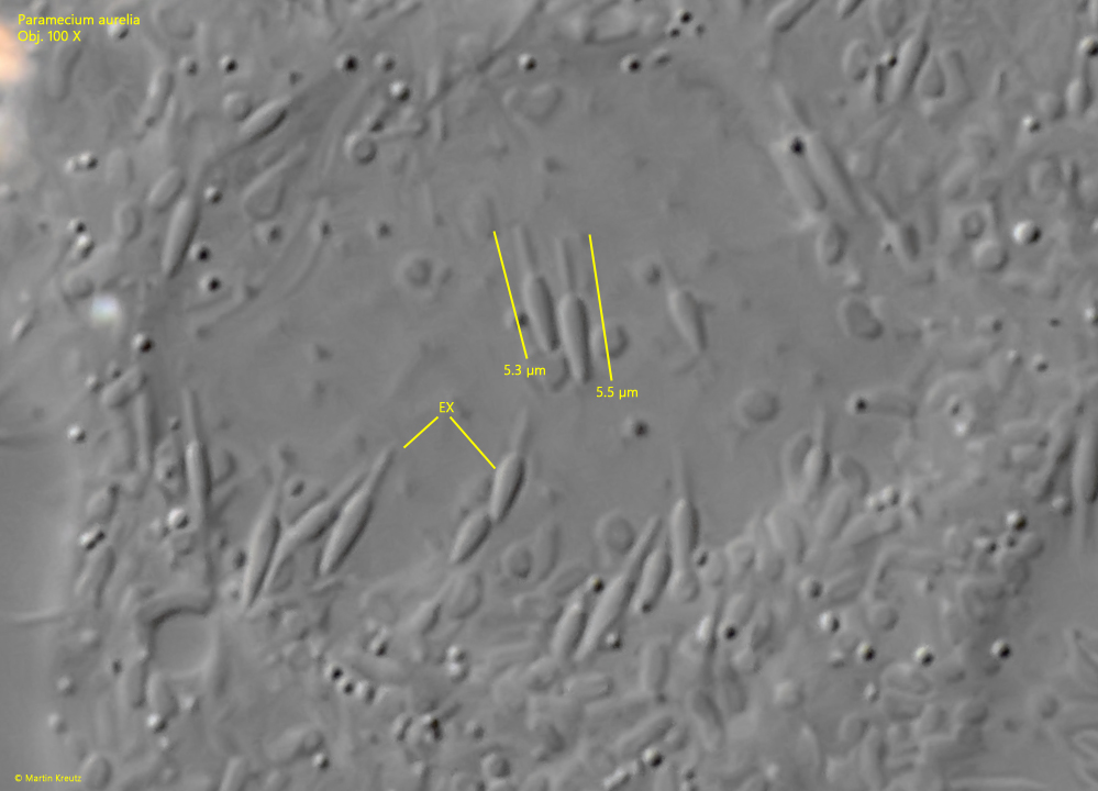 Paramecium-aurelia