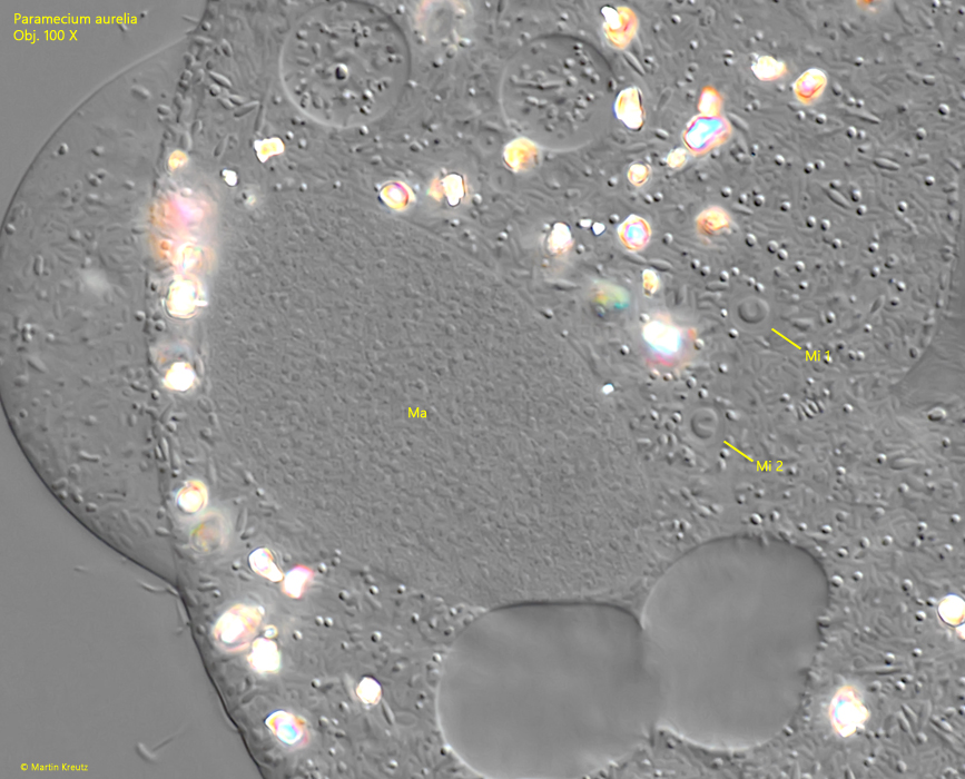 Paramecium-aurelia