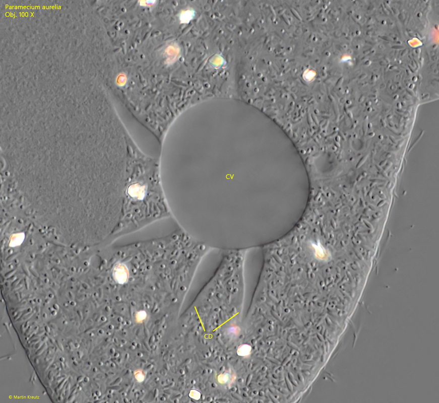 Paramecium-aurelia