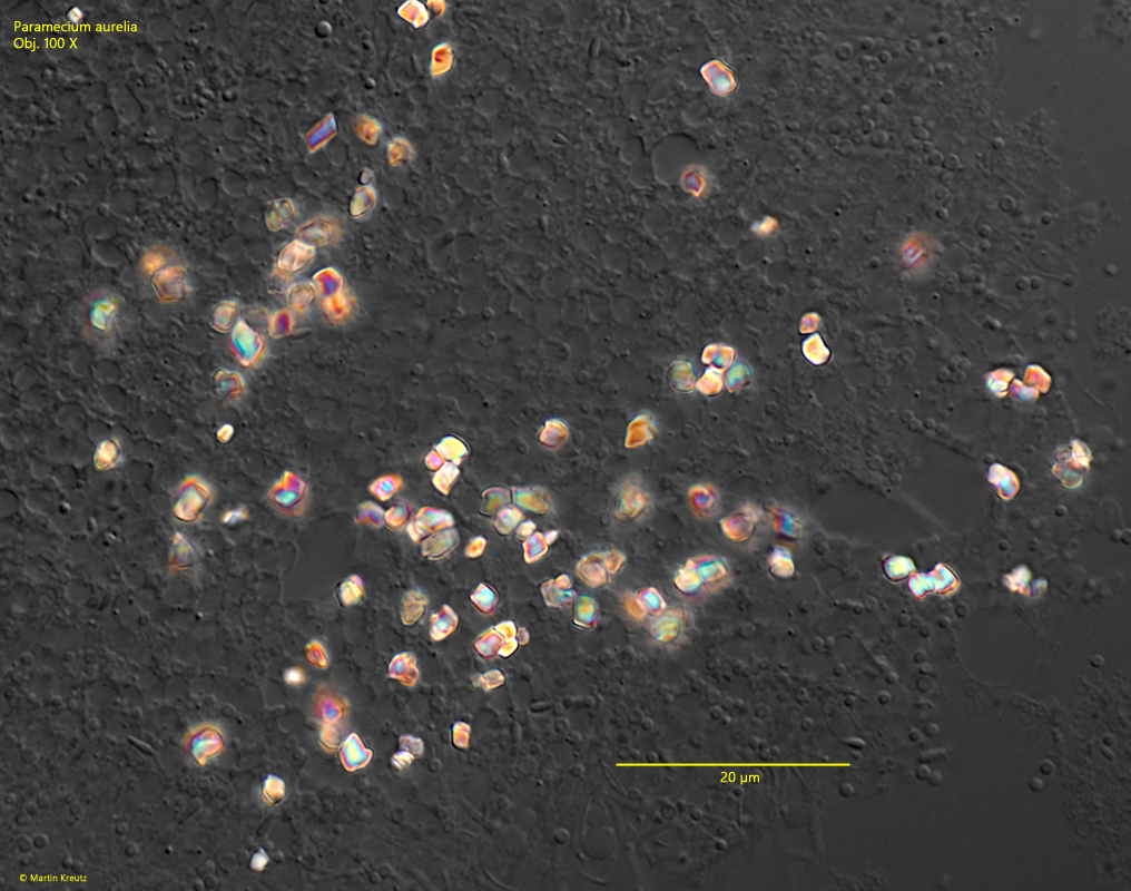 Paramecium-aurelia