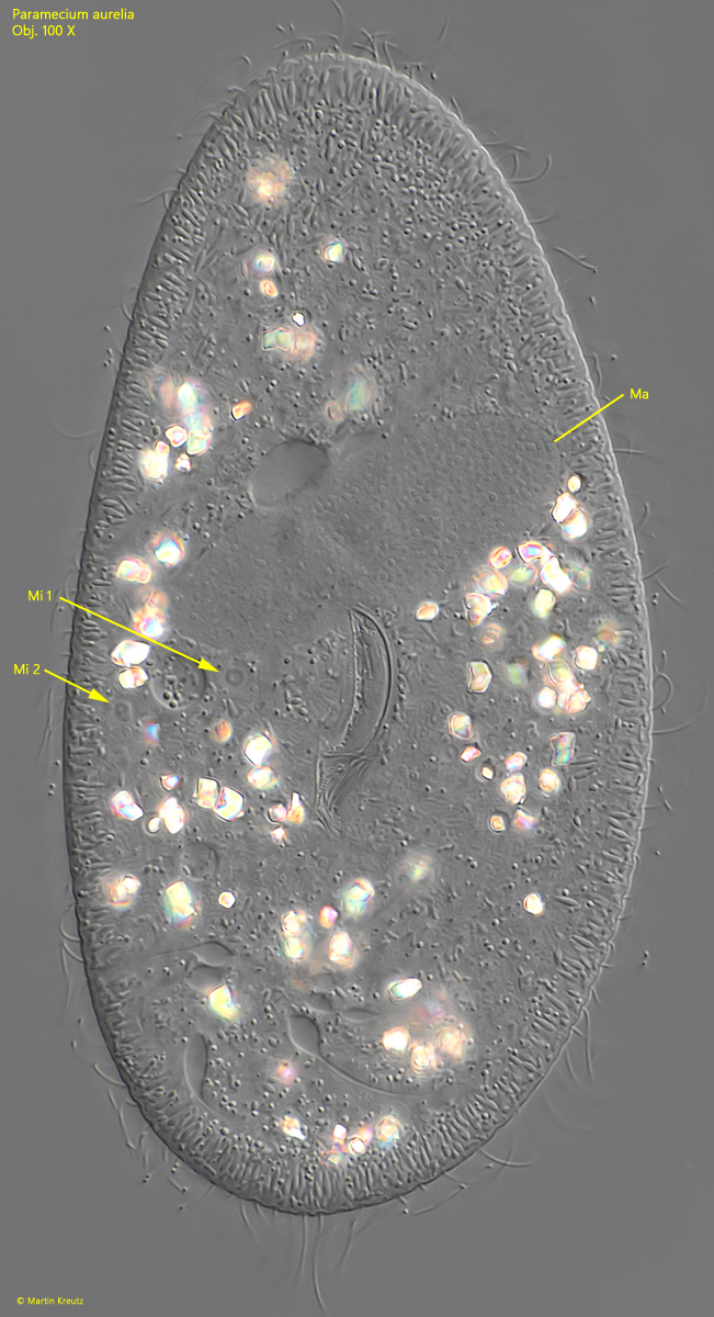 Paramecium-aurelia