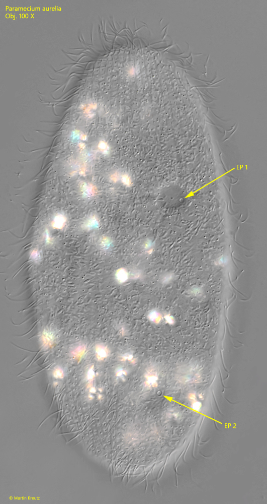 Paramecium-aurelia