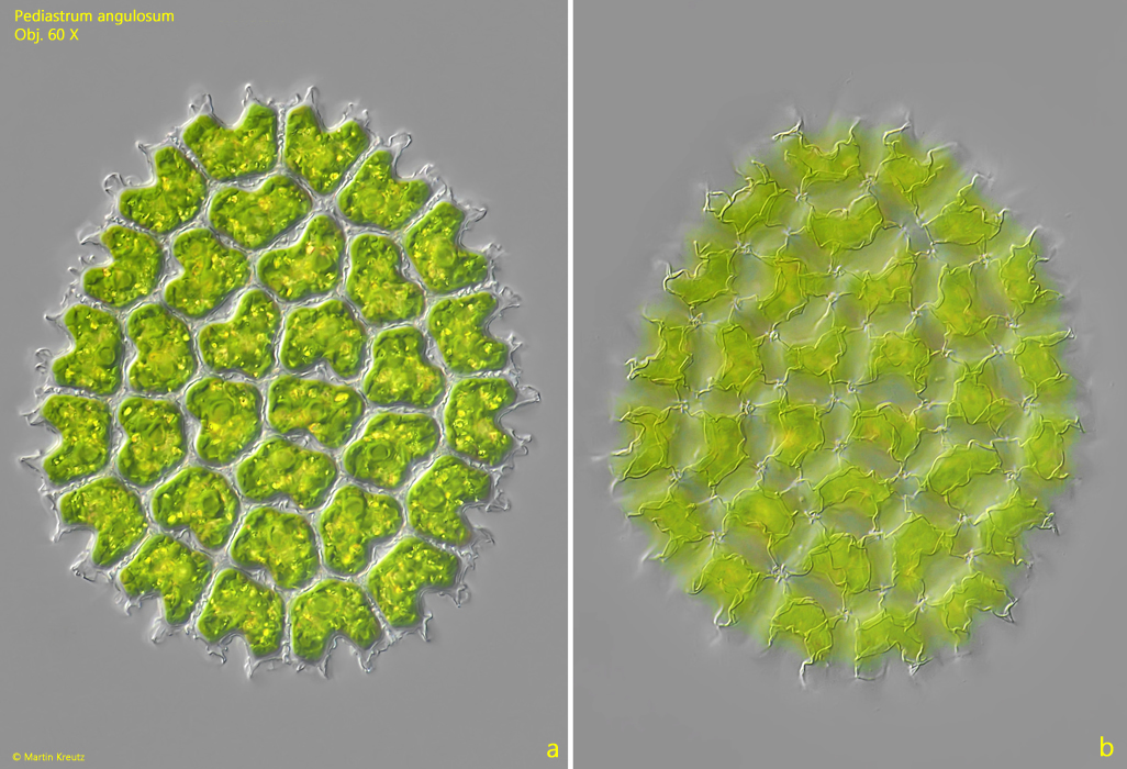 Pediastrum-angulosum