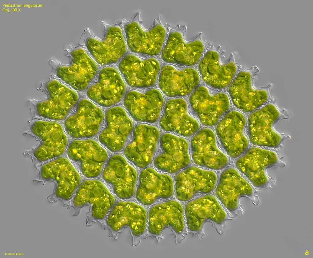 Pediastrum-angulosum