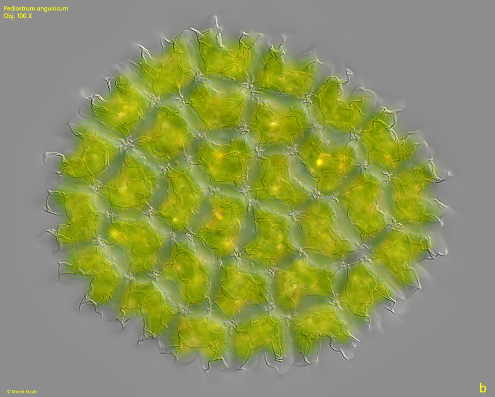 Pediastrum-angulosum