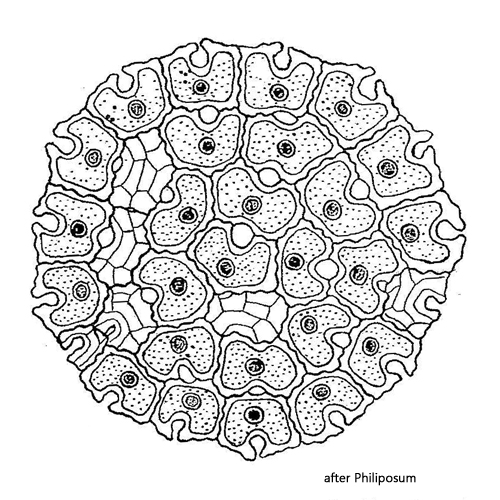 Pediastrum-angulosum