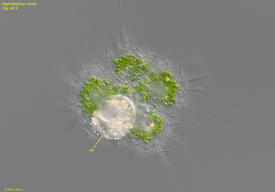Raphidiophrys-viridis