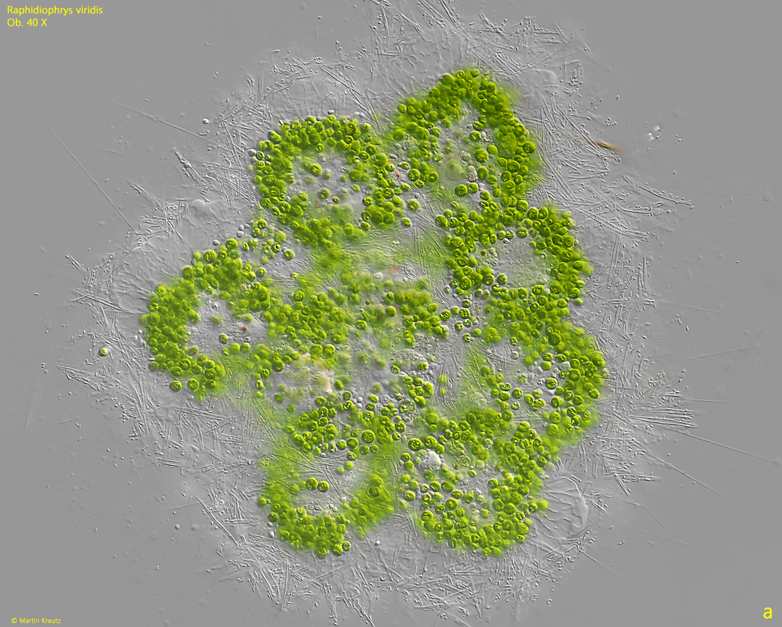 Raphidiophrys-viridis