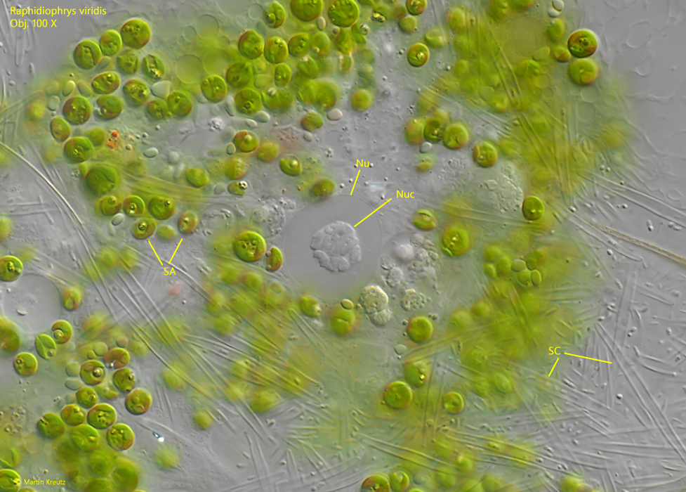 Raphidiophrys-viridis