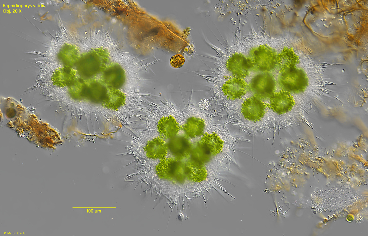 Raphidiophrys-viridis
