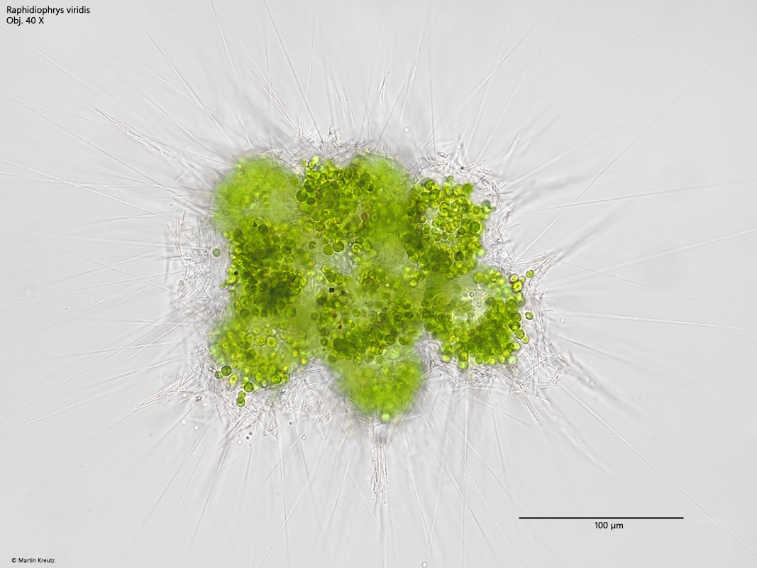 Raphidiophrys-viridis