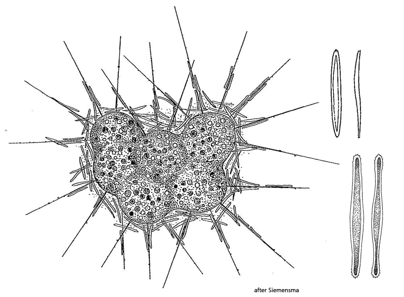Raphidiophrys-viridis