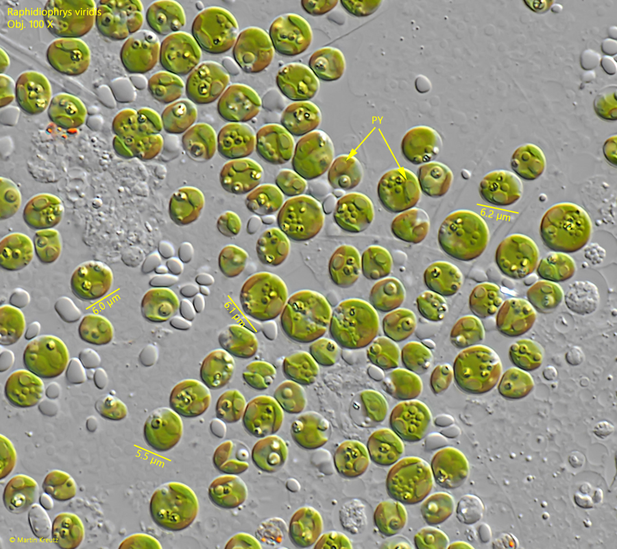 Raphidiophrys-viridis