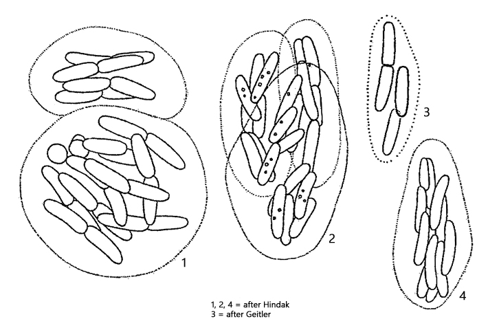 Rhabdogloea-linearis