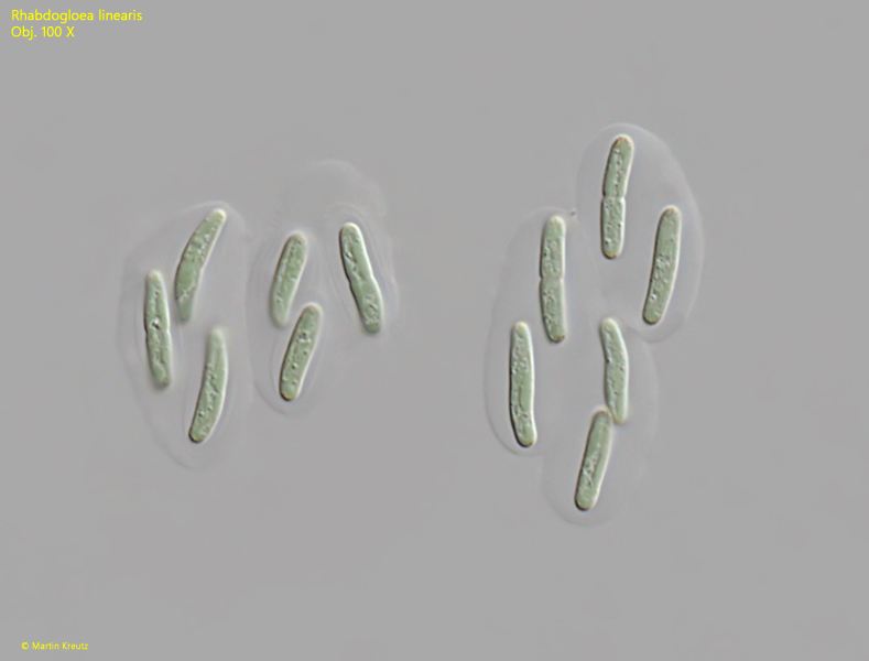 Rhabdogloea-linearis
