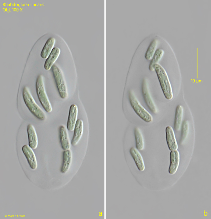 Rhabdogloea-linearis