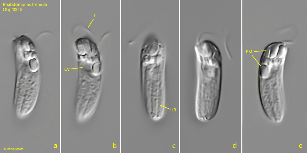 Rhabdomonas-tremula