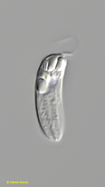 Rhabdomonas-tremula