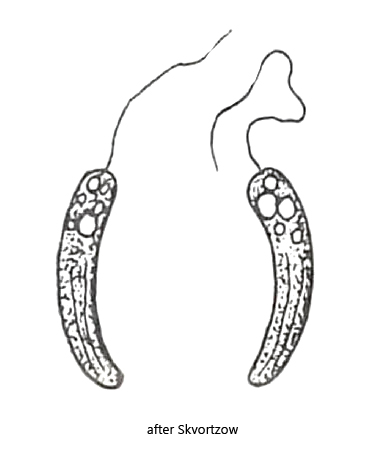 Rhabdomonas-tremula