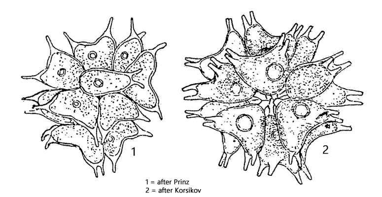 Sorastrum-spinulosum